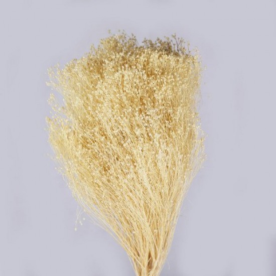 BROOM BLOOM BLEACHED +/-100GR