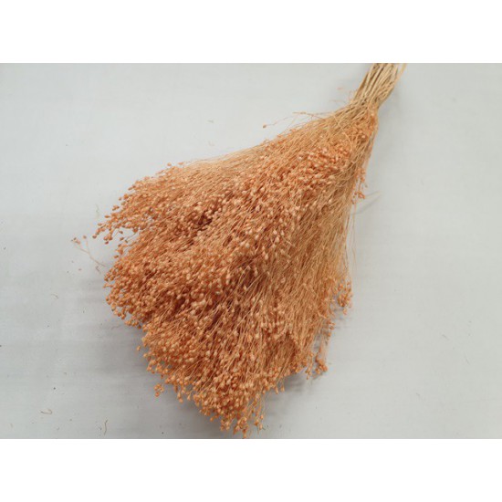 BROOM BLOOM MELON +/-100GR