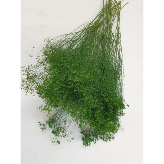 BROOM BLOOM MOSS GREEN +/-100GR