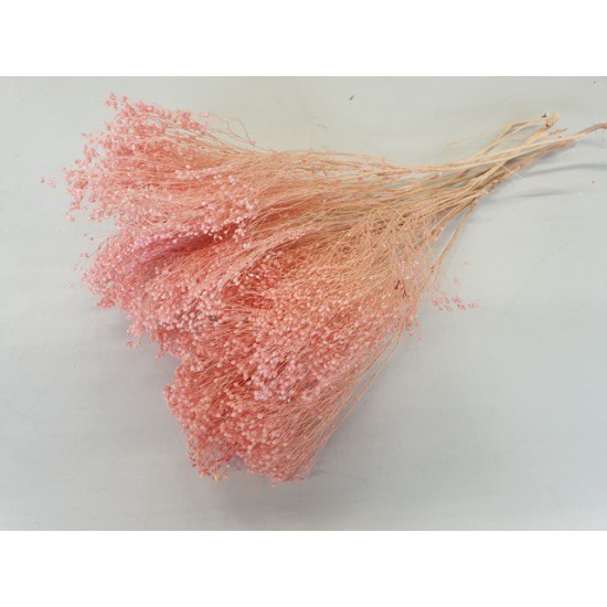 BROOM BLOOM PINK +/-100GR