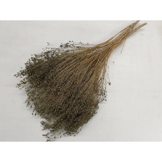 BROOM BLOOM ICE GREEN +/-100GR