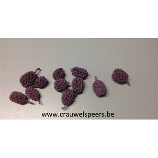 CASURINA BLACKBERRY