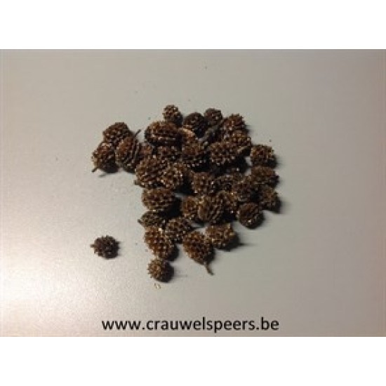 CASURINA GOUD +/-1KG