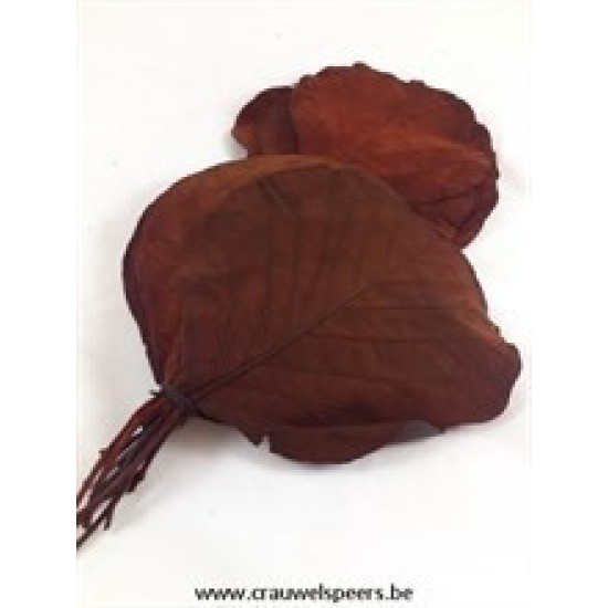 COBRA LEAF BROWN