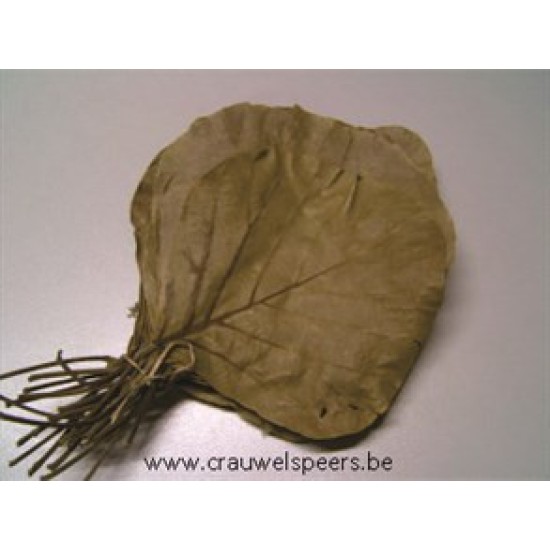 FEUILLE DE COBRA NATUREL 50PCS