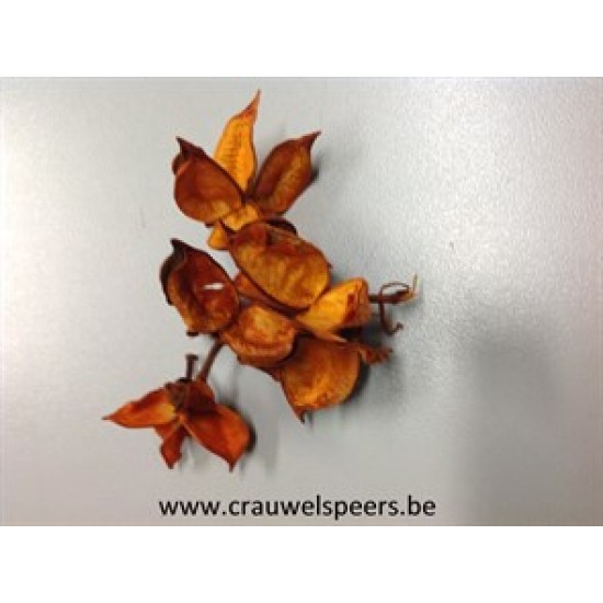 COTTON PODS ORANGE (APRICOT)