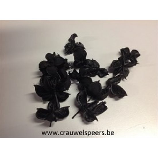 COTTON PODS BLACK