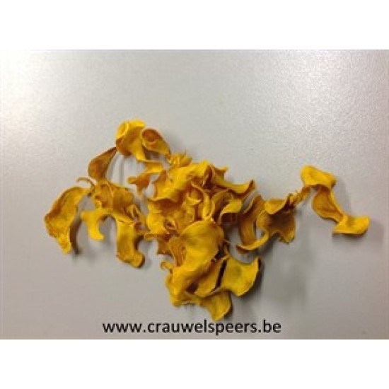 CURLY PODS JAUNE