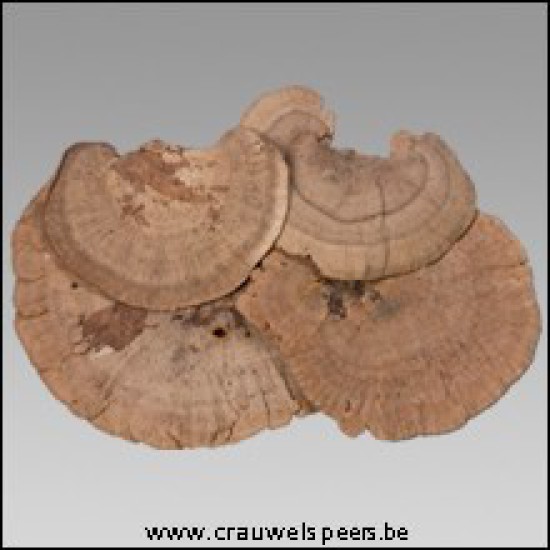 CHAMPIGNON D&#x27;EPONGE (SPONGE MUSHROOM) NATUREL 300GR