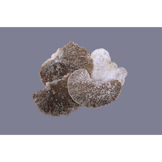 ELF BANK (SPONGE MUSHROOM) WHITE WASH 300GR