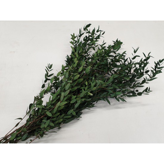 EUCALYPTUS PARVIFOLIA STABILISE VERT +/-150GR