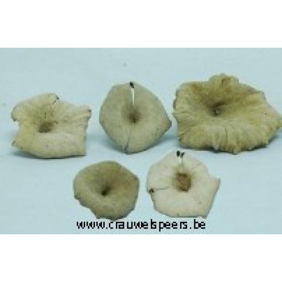 EIERDOOIERZWAMMEN NATUREL +/-500GR