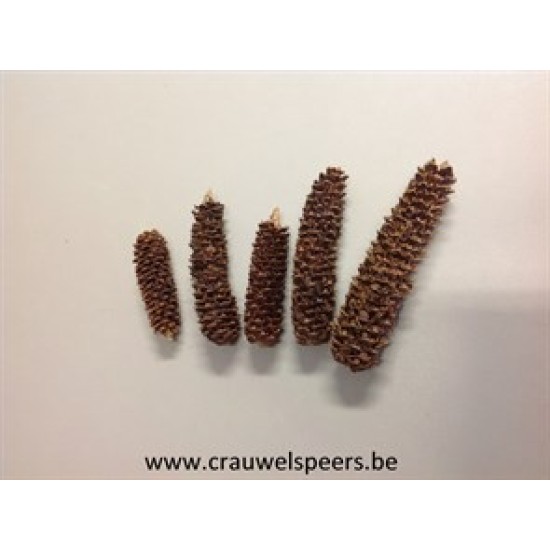 NORWAY SPRUCE RASPED NATURAL +/-500GR