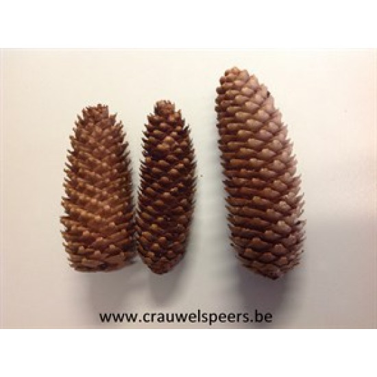 NORWAY SPRUCE NATURAL +/-500GR