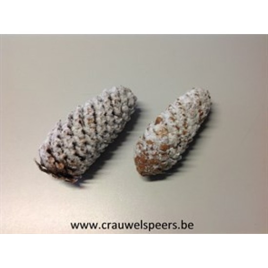 NORWAY SPRUCE WHITE WASH +/-500GR