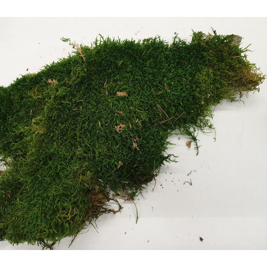 PRESERVED MOSS GREEN +/-75GR – FIRST CHOICE