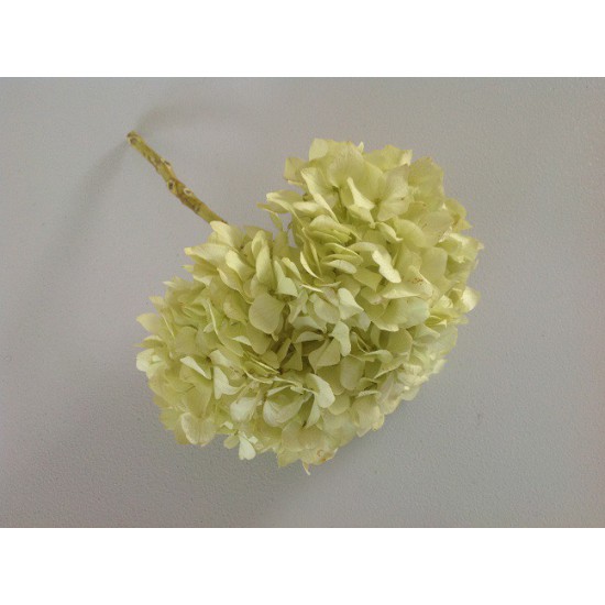 PRESERVED HYDRANGEA PISTACHE +/-15CM