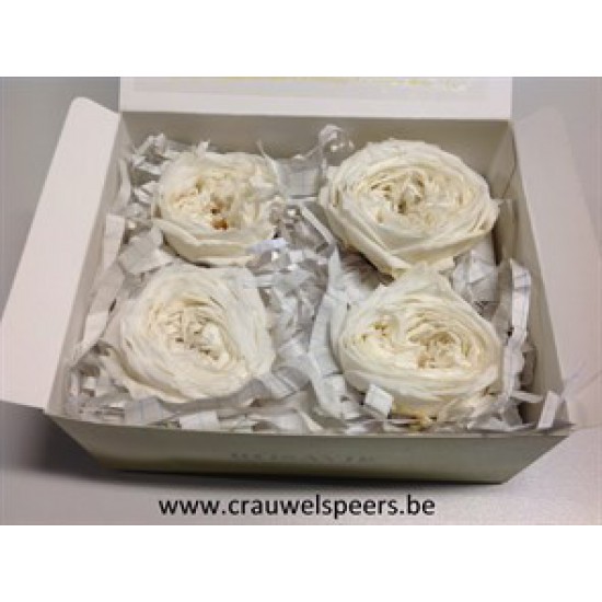 ROSE STABILISEE (ENGLISH ROSE KATE) +/-5CM BLANC 4PCS