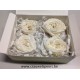 ROSE STABILISEE (ENGLISH ROSE KATE) +/-5CM BLANC 4PCS