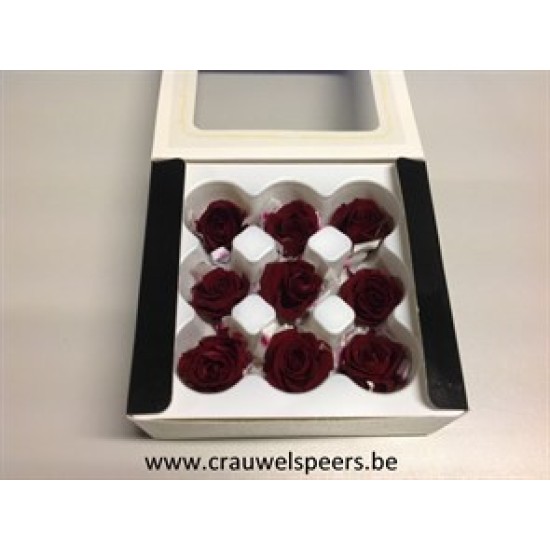 PRESERVED ROSE (KITTY) +/-3.5CM BORDEAUX 9PCS