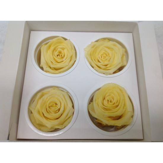 PRESERVED ROSE (LARGE OPEN) +/-6.5CM ECRU 4PCS