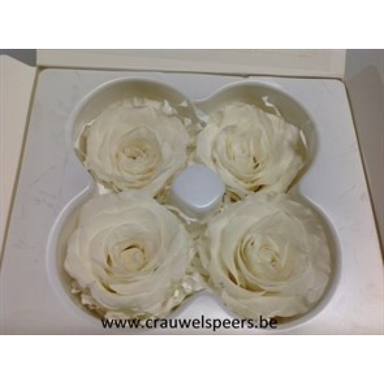 ROSE STABILISEE (LARGE OPEN) +/-6.5CM BLANC 4PCS