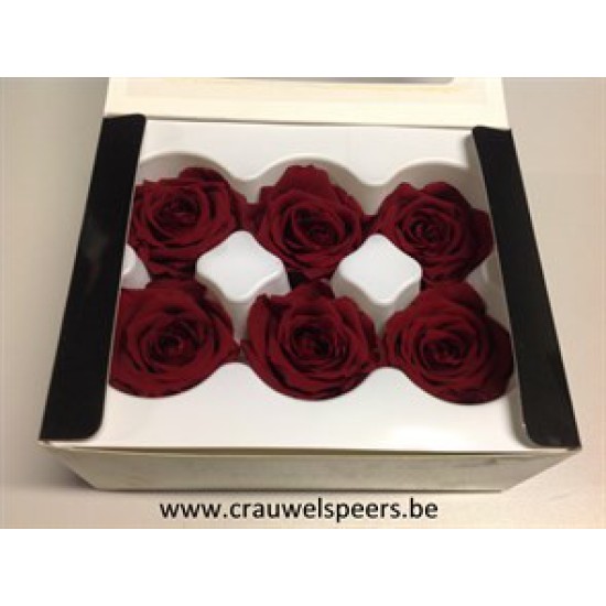 PRESERVED ROSE (MEDIUM OPEN) +/- 4.5CM BORDEAUX 6PCS