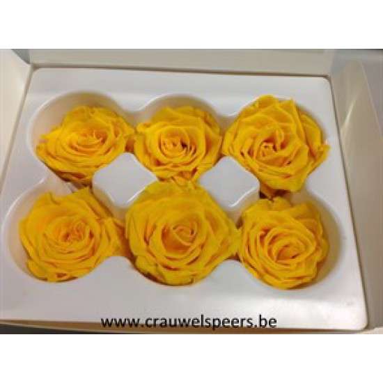 PRESERVED ROSE (MEDIUM OPEN) +/- 4.5CM YELLOW 6PCS