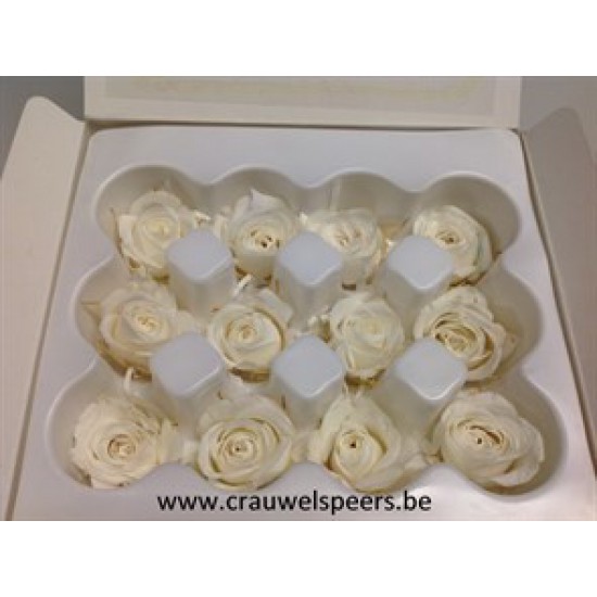 ROSE STABILISEE (MINI) +/-2.5CM BLANC 12PCS