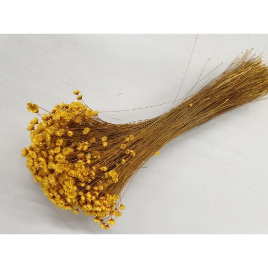 GLIXIA YELLOW +/-100GR