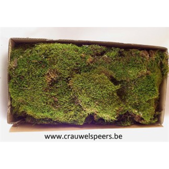 MOUSSE PLATE (MOUSSE VERT) +/-1KG