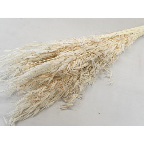 OAT BLEACHED +/-100GR