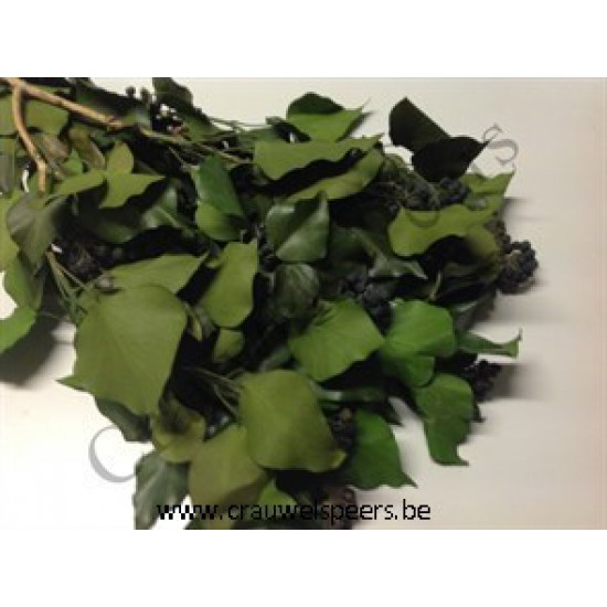 HEDERA (COMMON IVY) PRESERVED GREEN +/-200GR