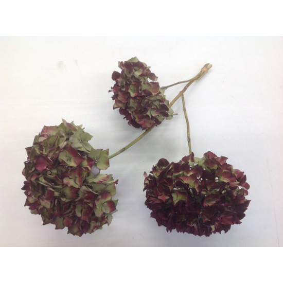 HORTENSIA NATUREL 3PCS