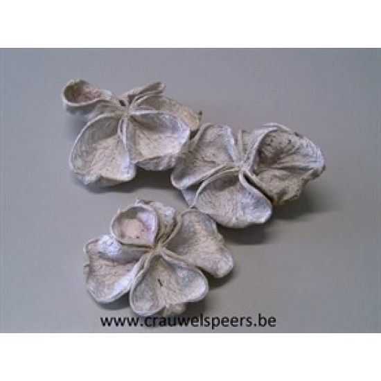 LAND LOTUS HEADS WHITE WASH