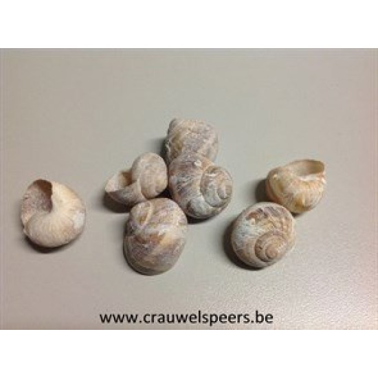 LAND SNAILS SMALL FROSTED WHITE +/-250GR