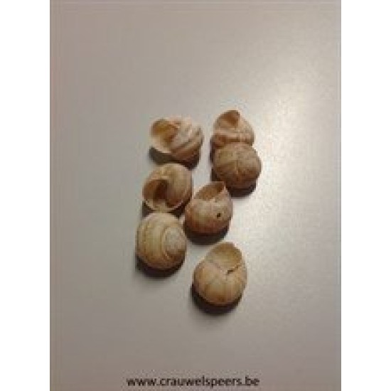 LAND SNAILS SMALL NATURAL +/-250GR