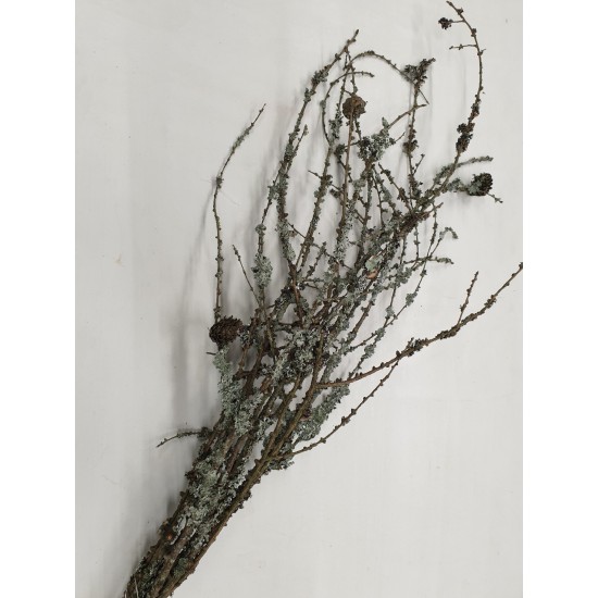 LARIX 60CM NATUREL 10PCS