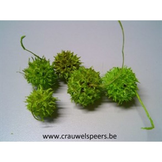 LIQUIDAMBAR (AMBERBAUM) LIME GREEN +/-150GR