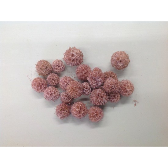 LIQUIDAMBAR ROSE PASTEL +/-40GR