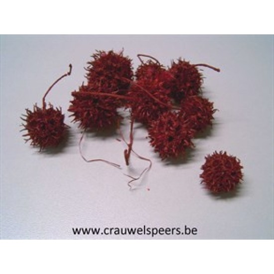 LIQUIDAMBAR (AMBERBAUM) RED +/-150GR