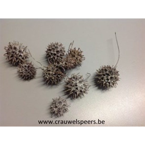 LIQUIDAMBAR (AMBERBAUM) WHITE WASH +/-150GR