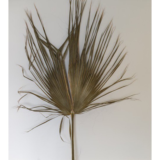 PALM WASHINGTONIA NATUREL SULPHERED 1PC