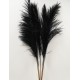 PAMPAS NOIR 150/160CM 5PCS