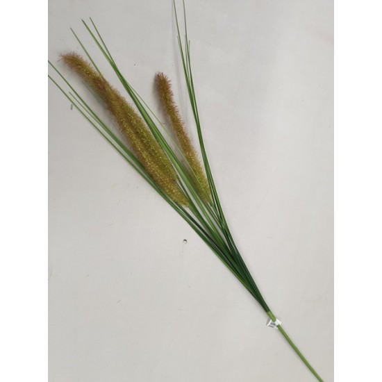 PENNISETUM 80CM VERT