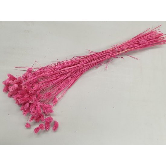 PHALARIS FUCHSIA +/-100GR