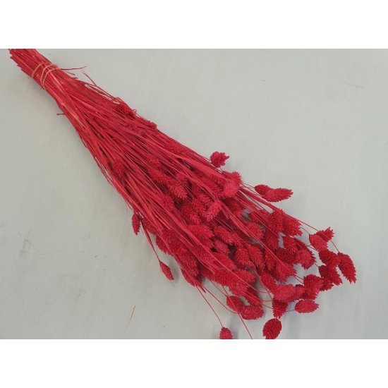 PHALARIS RED