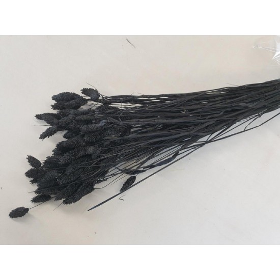 PHALARIS BLACK +/-100GR