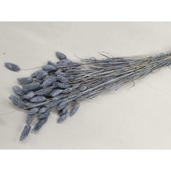 PHALARIS GRIS +/-100GR