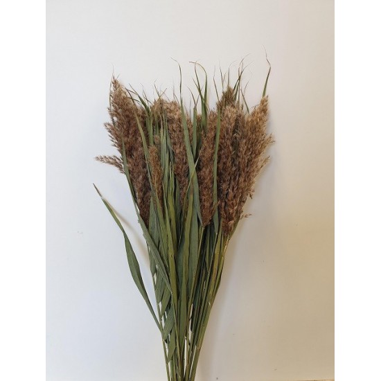 PHRAGMITES AUSTRALIS NATUREL 20PCS